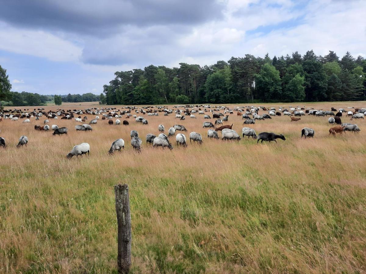 Dammann'S Hof Leilighet Bispingen Eksteriør bilde
